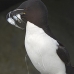 razorbill_msi_v_1031_can0647.jpg